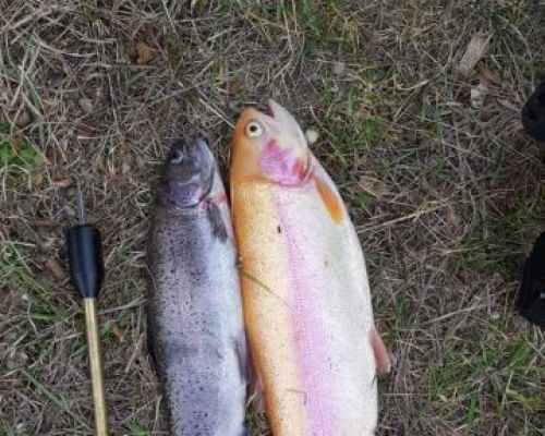 angelsee forellensee tellingstedt