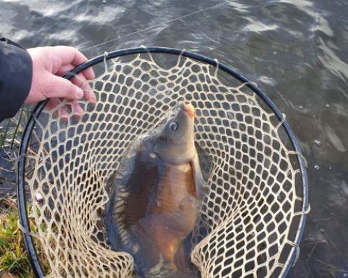 angelsee forellensee tellingstedt