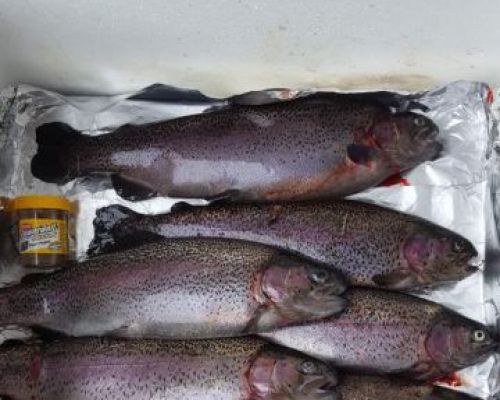 angelsee forellensee tellingstedt