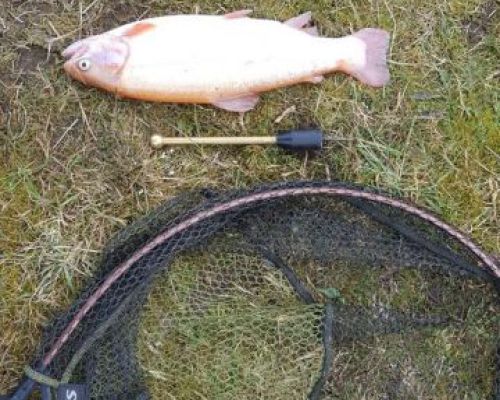 angelsee forellensee tellingstedt