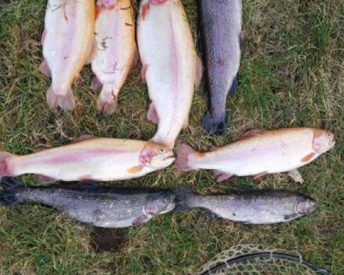 angelsee forellensee tellingstedt