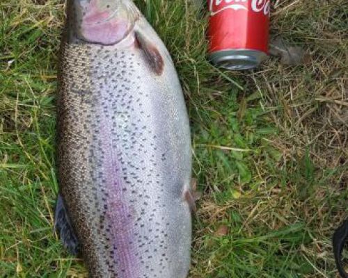 angelsee forellensee tellingstedt