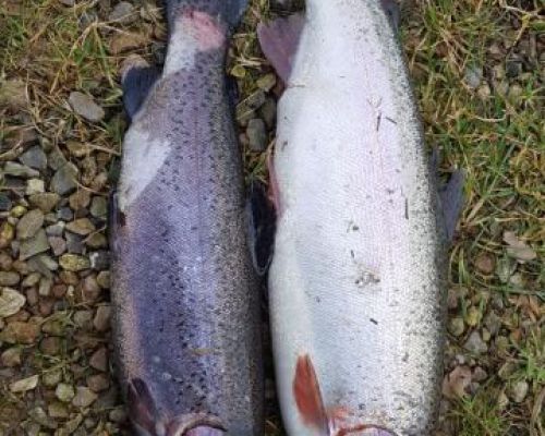 angelsee forellensee tellingstedt