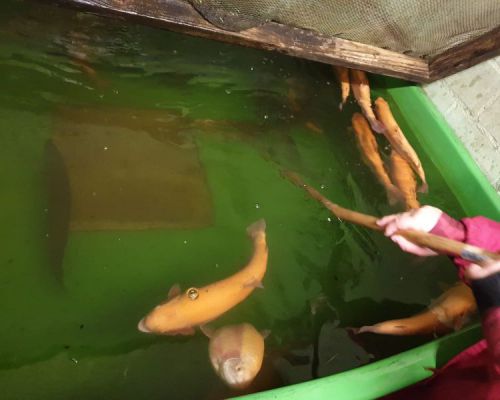 angelsee tellingstedt dithmarschen