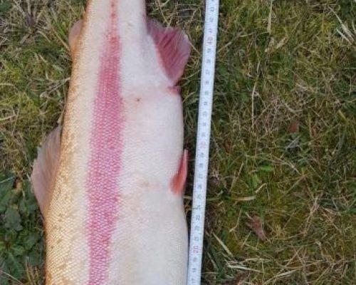 angelsee forellensee tellingstedt