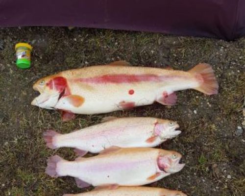 angelsee forellensee tellingstedt