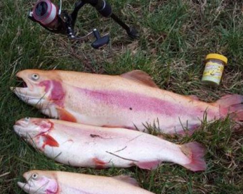 angelsee forellensee tellingstedt