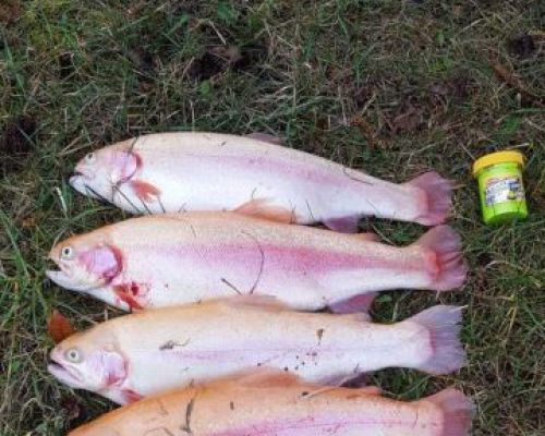 angelsee forellensee tellingstedt