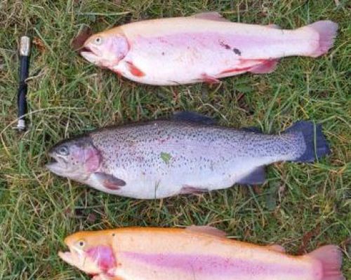 angelsee forellensee tellingstedt