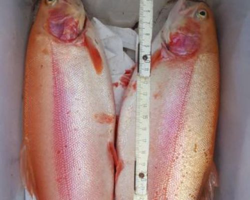 angelsee forellensee tellingstedt