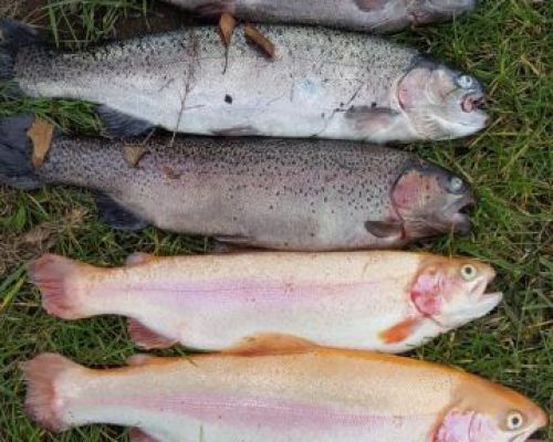 angelsee forellensee tellingstedt