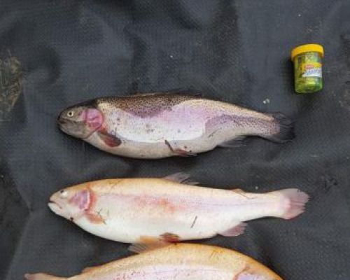 angelsee forellensee tellingstedt