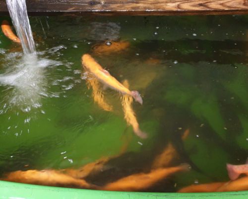 angelsee tellingstedt dithmarschen