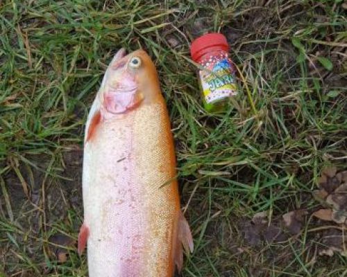 angelsee forellensee tellingstedt