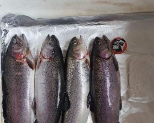 angelsee forellensee tellingstedt