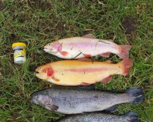 angelsee forellensee tellingstedt