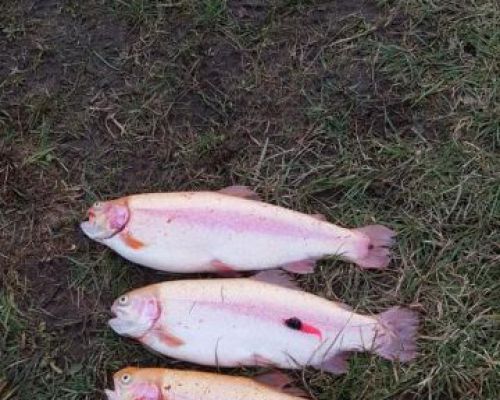 angelsee forellensee tellingstedt