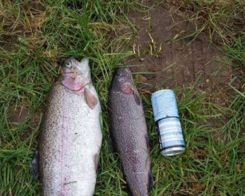 angelsee forellensee tellingstedt