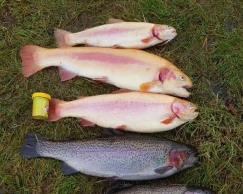 angelsee forellensee tellingstedt