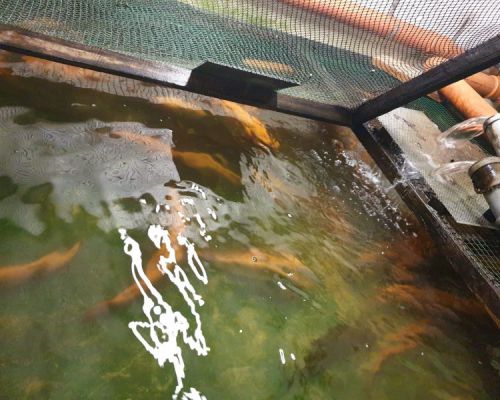 angelsee tellingstedt dithmarschen