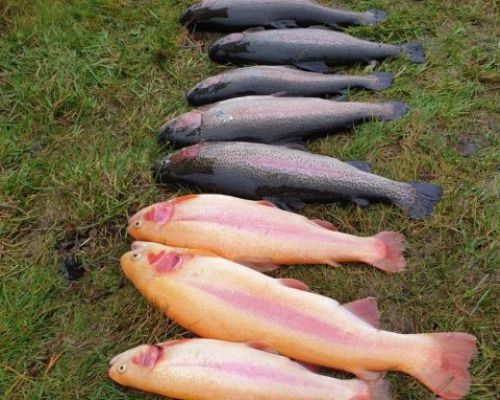 angelsee forellensee tellingstedt