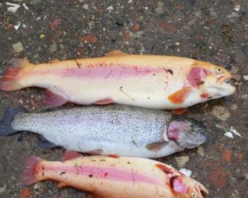 angelsee forellensee tellingstedt