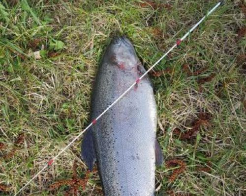 angelsee forellensee tellingstedt