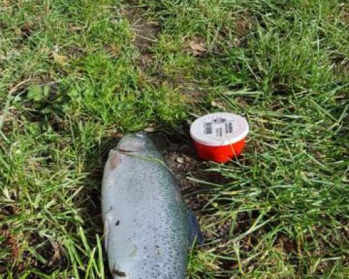 angelsee forellensee tellingstedt