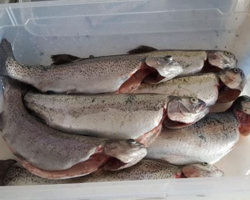 angelsee forellensee tellingstedt