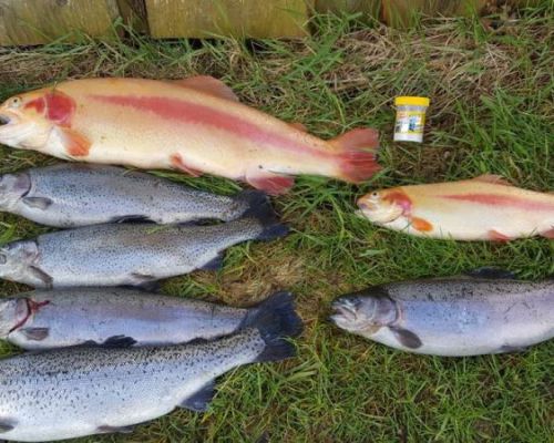 angelsee forellensee tellingstedt