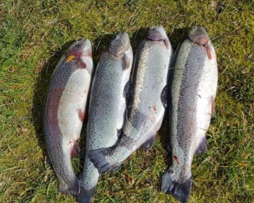 angelsee forellensee tellingstedt