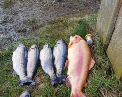 angelsee forellensee tellingstedt