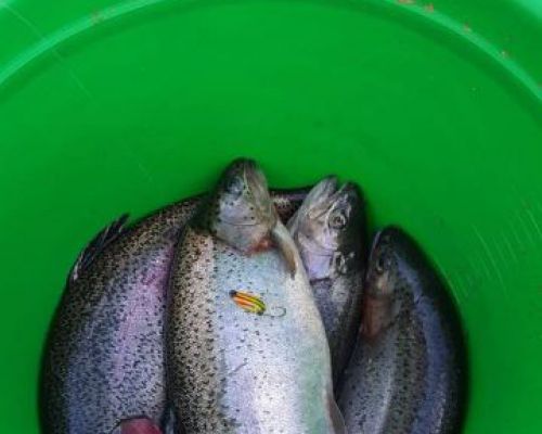 angelsee forellensee tellingstedt