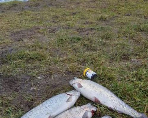 angelsee forellensee tellingstedt