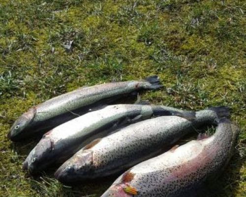 angelsee forellensee tellingstedt